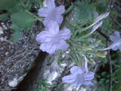 Ruellia occidentalis