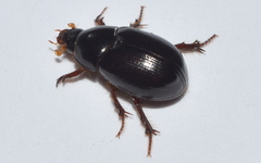 Hybosorus illigeri