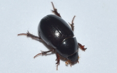 Hybosorus illigeri