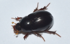Hybosorus illigeri