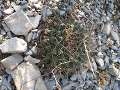 Mammillaria melanocentra melanocentra