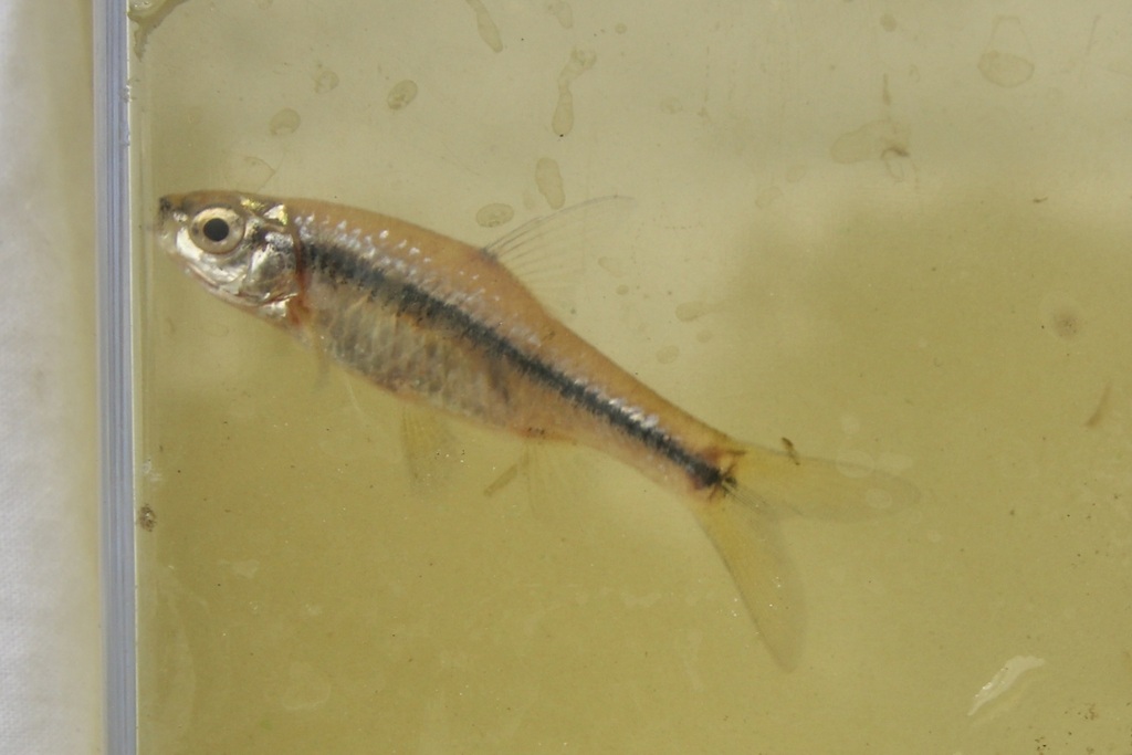 East Coast barb (Enteromius toppini) — Cyprinidae
