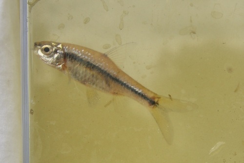 East Coast barb (Enteromius toppini) — Cyprinidae