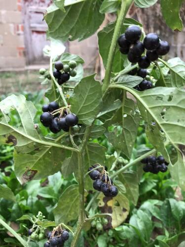 black nightshade