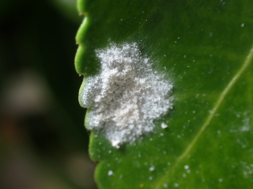Spindletree powdery mildew