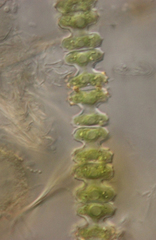 Desmidiaceae