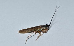 Mantoida maya