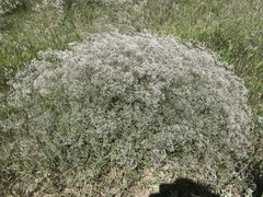 Gypsophila