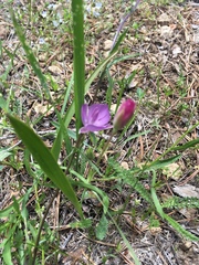 Calochortus nudus