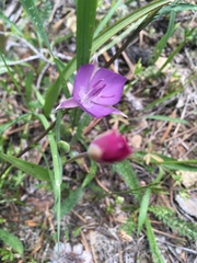 Calochortus nudus