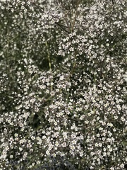 Gypsophila