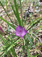 Calochortus nudus