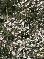 Gypsophila