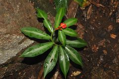 Chamaecostus lanceolatus