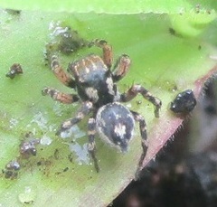 Habronattus fallax