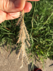Bothriochloa torreyana