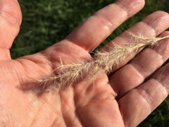 Bothriochloa torreyana