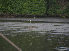 Crocodylus porosus