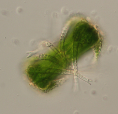 Staurastrum macrocerum