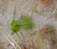 Staurastrum macrocerum