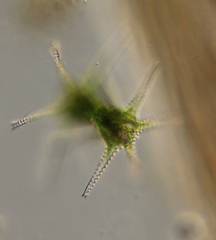 Staurastrum macrocerum