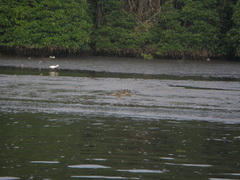 Crocodylus porosus