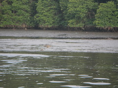 Crocodylus porosus