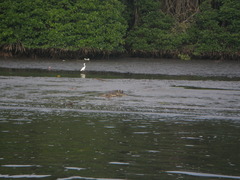 Crocodylus porosus