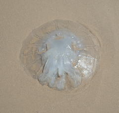 Rhopilema nomadica