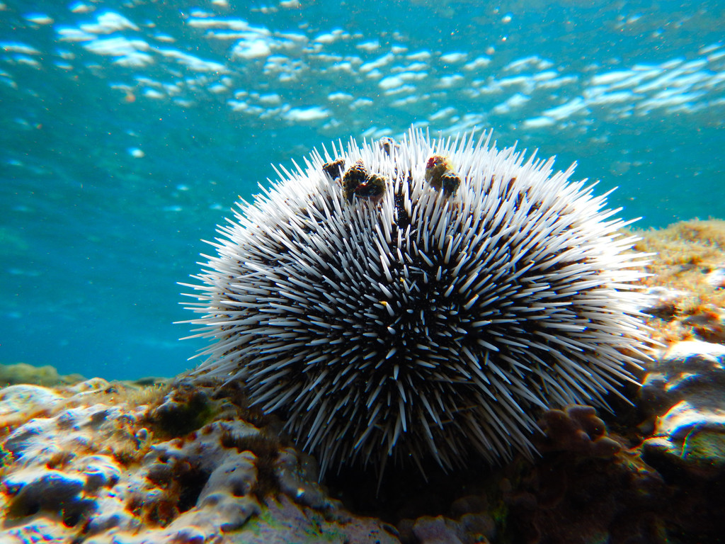 West Indian Sea Egg