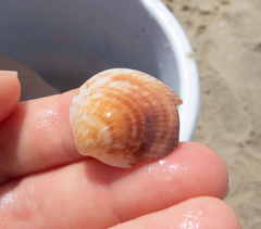 Glycymeris nummaria