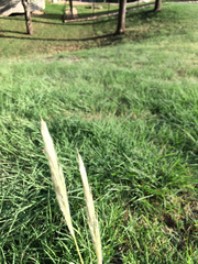 Bothriochloa torreyana