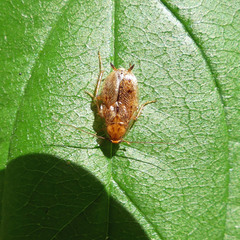 Ectobius pallidus