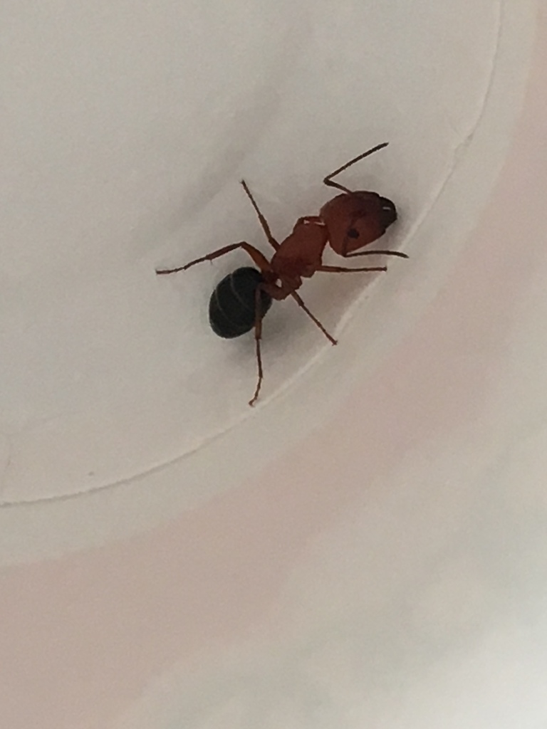 Deceptive Carpenter Ant from 77494, Katy, TX, US on July 02, 2019 at 08 ...