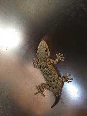 Tarentola mauritanica