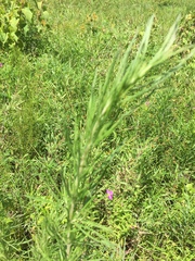 Liatris pycnostachya