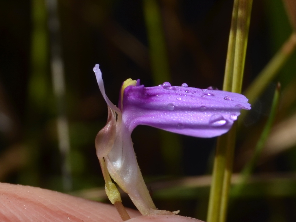 Utricularia gaagudju R.W.Jobson & Cherry 4