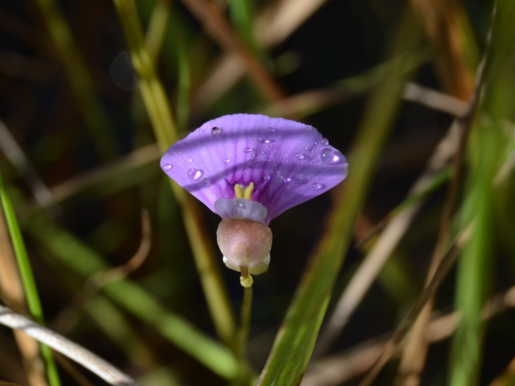 Utricularia gaagudju R.W.Jobson & Cherry 3