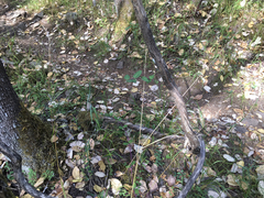 Lonicera hispidula