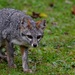 Guatemalan Gray Fox - Photo (c) Daniel Pineda Vera, some rights reserved (CC BY), uploaded by Daniel Pineda Vera
