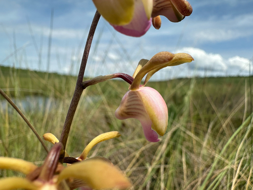 Image of Eulophia coeloglossa by (c) Robert Taylor, some rights reserved (CC BY)