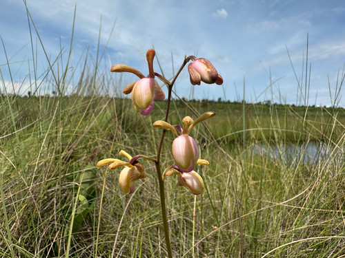 Image of Eulophia coeloglossa by (c) Robert Taylor, some rights reserved (CC BY)