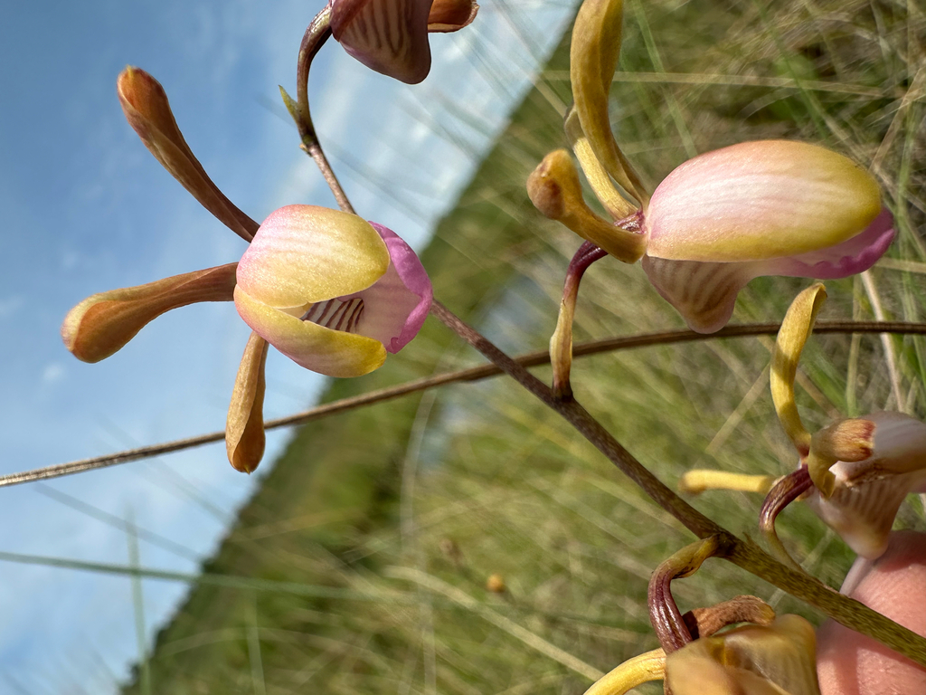Eulophia coeloglossa