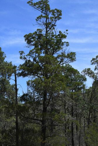 Image of Callitris glaucophylla by (c) Em Lamond, some rights reserved (CC BY)
