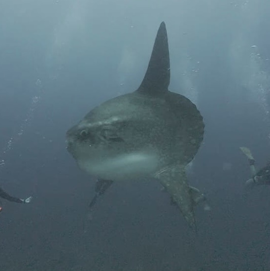 Bump-head sunfish hovering in hazy blue water