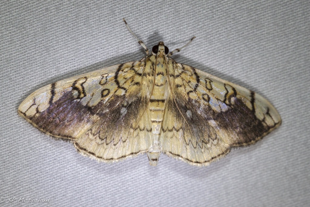 Basswood Leafroller Moth