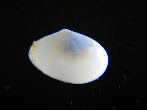 White Furrow-shell, Archirondel, photo 8 of 10