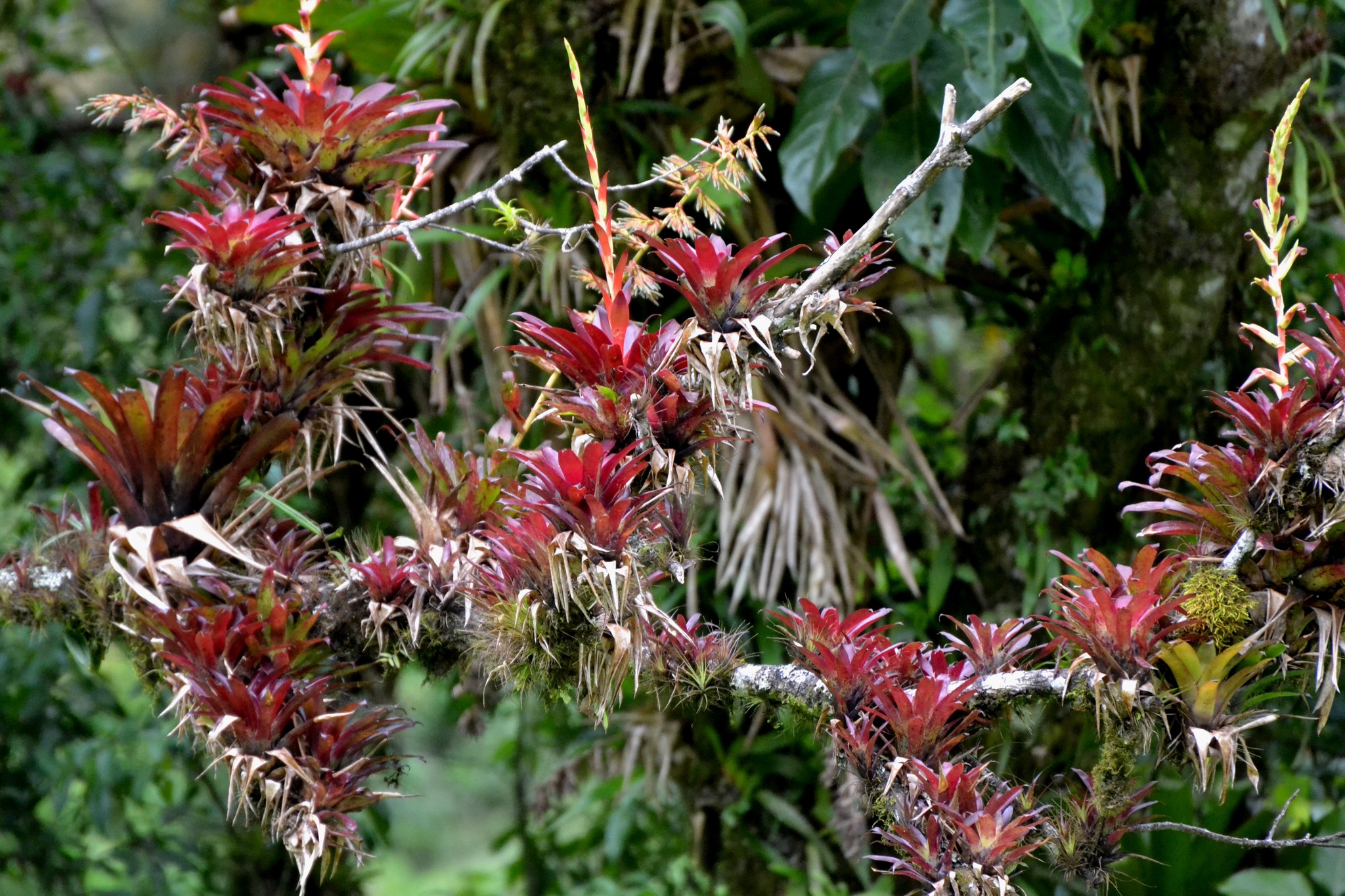 Tillandsia cyanea