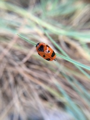 Clytra atraphaxidis