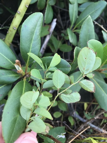 Image of Flueggea suffruticosa by no rights reserved